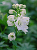 Ostrka Delphinium 'Magic Fountain Pure White'